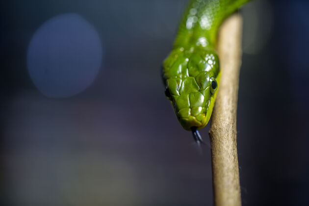 蛇绿蛇选焦点特写舌头爬虫