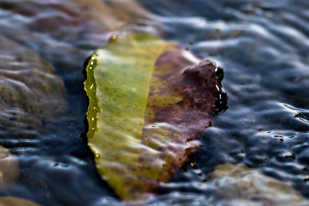 树叶叶子在水下水湖泊大自然