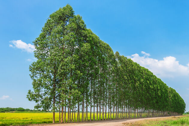自然造纸工业用一排桉树种植园树叶设备
