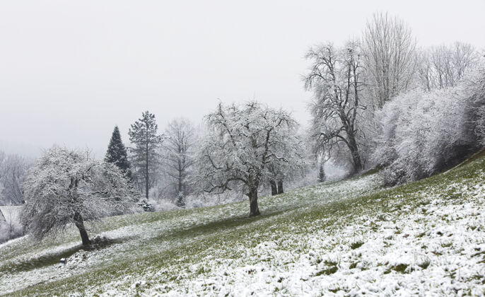 风景白天是白色和棕色的树冷杉霜寒