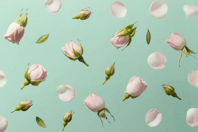季节粉色春天玫瑰的顶视图俯视图开花自然