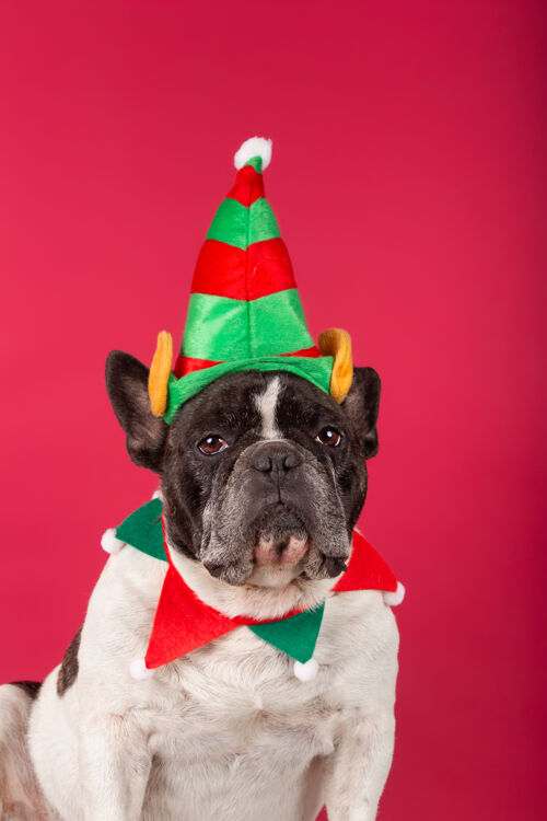 姿势红墙上戴着圣诞帽和滑稽太阳镜的法国斗牛犬法国斗牛犬节日圣诞节