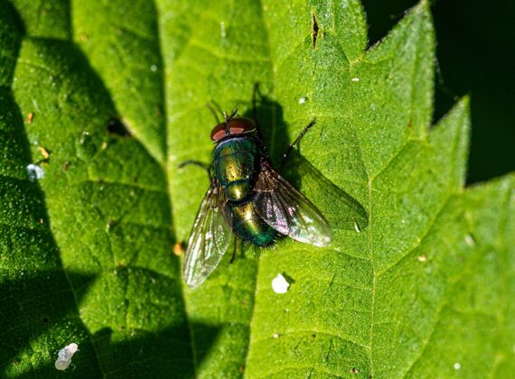 野生动物绿叶上的大苍蝇特写镜头生命苍蝇环境