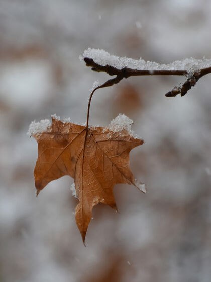 雪树枝上枯黄的叶子被雪覆盖了冰冻的水天气季节