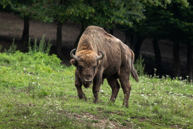 角罗马尼亚胡尼多拉野牛保护区的野牛特写镜头哺乳动物保护动物
