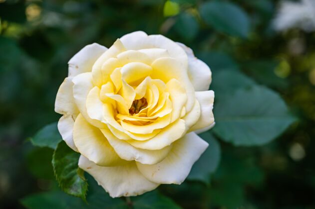 植物学一朵白色花园玫瑰的特写镜头 在阳光下绿意盎然 背景模糊白天季节花瓣