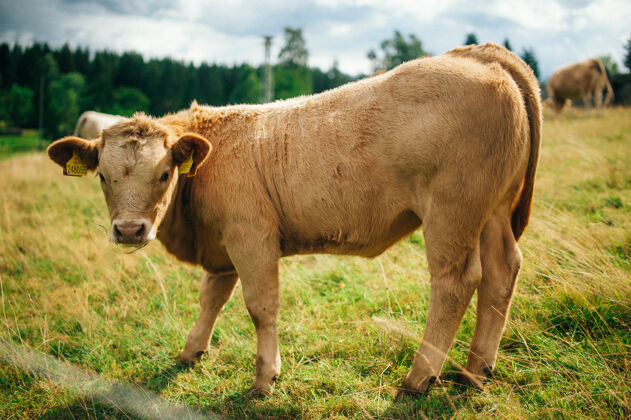 春天特写镜头一头牛在绿色草地展望未来-完美的背景田野牛背景