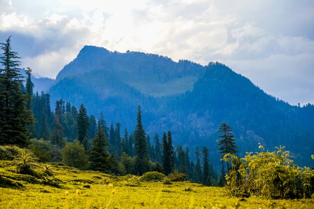 春印度田野和玛纳利山脉的景观景自然树