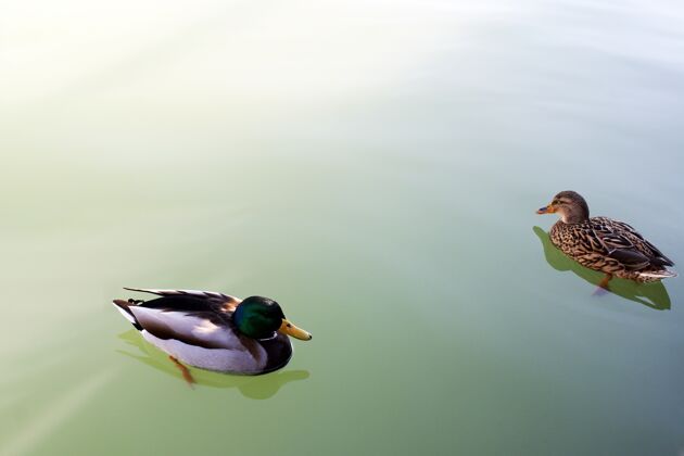 动物水上鸭子的特写照片鸟翅膀光