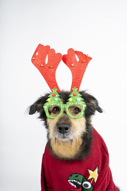 设计穿红毛衣的狗 驯鹿的鹿角和圣诞眼镜狗针织帽子