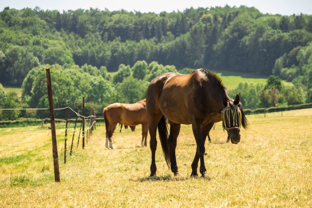 农业在绿色自然环绕的田野中拍摄棕色马匹的水平镜头外面草地马