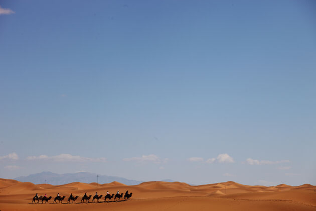 骆驼中国新疆沙漠中的骆驼车队陆地沙滩特写
