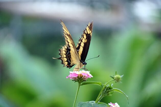 栖息一只栖息在淡粉色花朵上的东半球燕尾蝶的选择性聚焦镜头世界粉红色背景