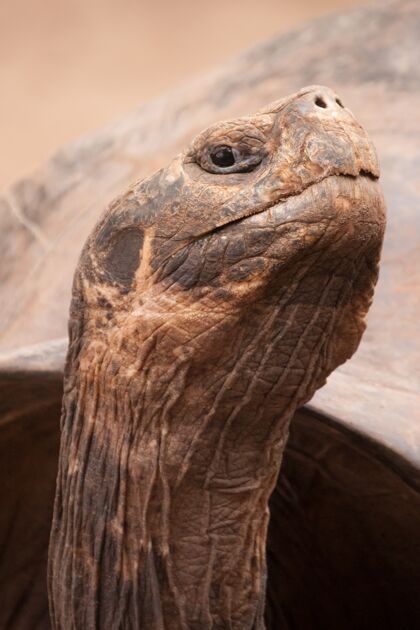 伪装加拉帕戈斯托托瓦兹特写垂直镜头乌龟保护动物