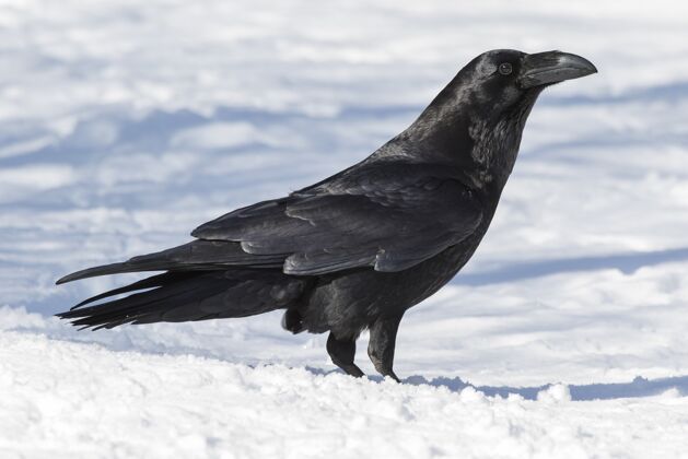 风景一只美国黑人乌鸦在雪地上的美丽照片美国动物岩石