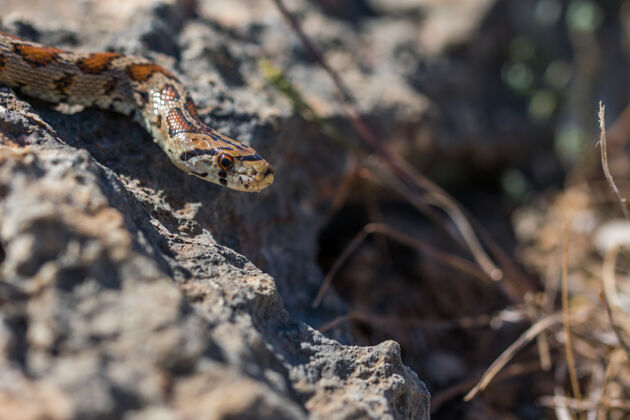 捕食者豹蛇或欧洲鼠蛇 zamenissitula 在马耳他的岩石和干燥植被上滑行捕食者斑点危险