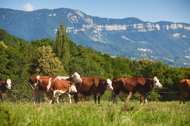 自然春天 一群奶牛在法国为格鲁耶尔奶酪生产牛奶牛奶新鲜农业