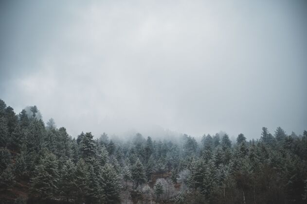 霜在阴暗多云的天空下 空中拍摄常青松树木生态云