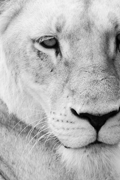 野生动物母狮捕食者热带草原狮子