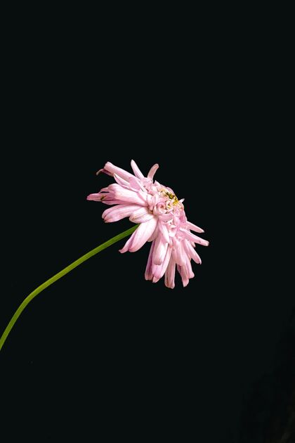 植物学垂直特写镜头的粉红色菊花孤立在一个黑色的开花户外花
