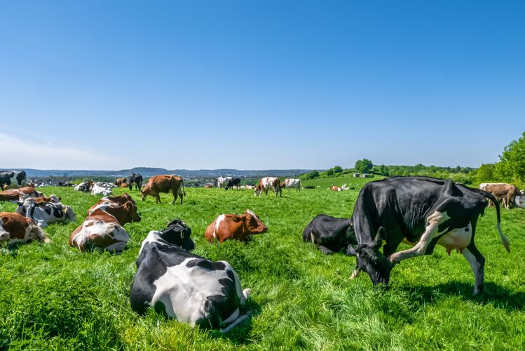 牛肉白天在牧场上吃草的牛群哺乳动物奶牛草