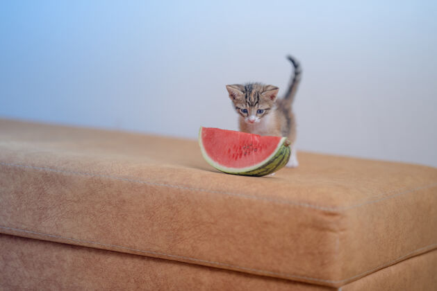 小沙发上一只非常可爱的小猫和一片西瓜的特写镜头国内小沙发