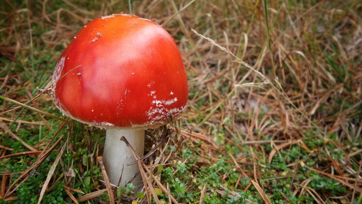有毒草丛中飞蘑菇的特写镜头公园新鲜有毒
