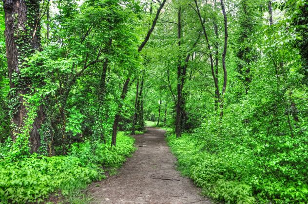 公园绿色森林中一条空小路的水平镜头季节风景环境
