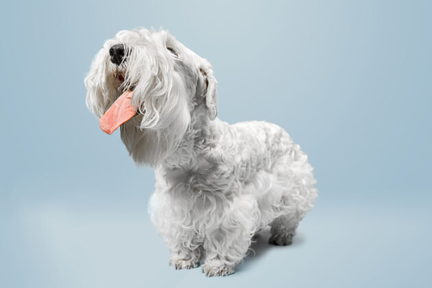 可爱毛茸茸的小猎犬可爱的白色小狗或宠物正在蓝色的空间里玩耍和奔跑可以插入你的文字或图片小狗新郎嘴