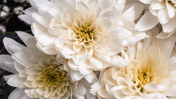 自然美丽的白色花朵特写美丽植物