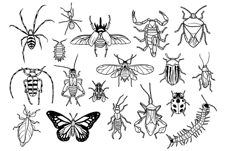 虫子收集手绘的虫子包装形状黑白