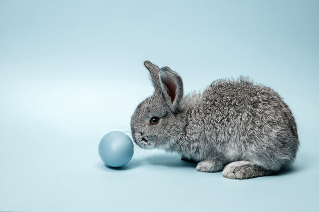 啮齿动物蓝色彩蛋复活节兔子宠物嫩礼物