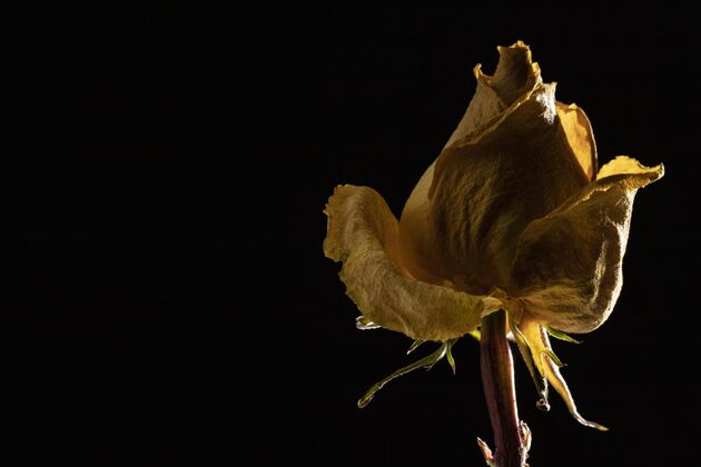 花卉美丽的黄玫瑰特写镜头生态自然特写