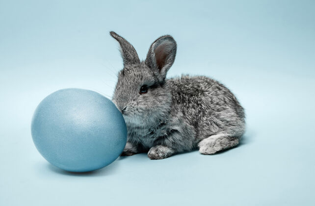 蛋蓝色彩蛋复活节兔子有趣柔软复活节