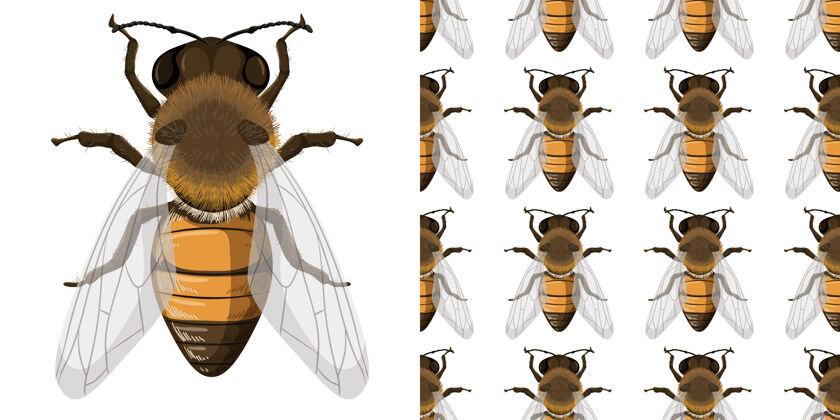 背景蜜蜂和看不见的背景虫子生活科学