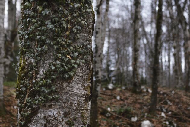 树白天拍摄的森林细节户外森林野生