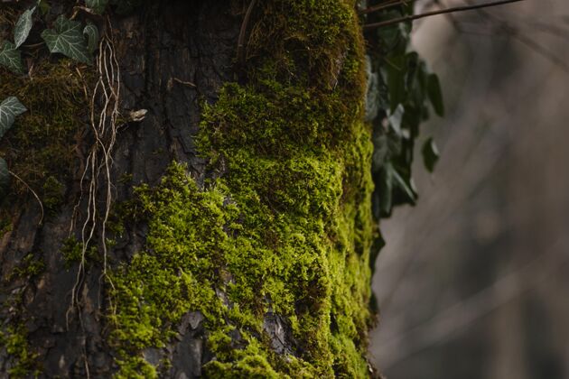 野生野生森林的特写细节自然热带树