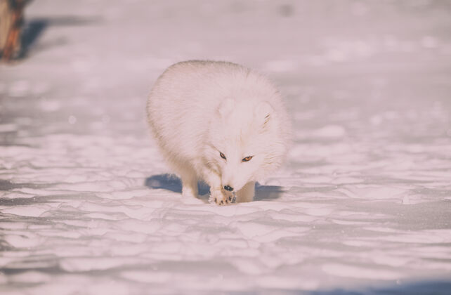 动物野生动物摄影白狐狐狸寒冷极地
