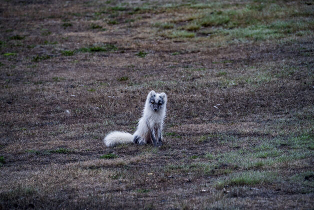 皮毛坐在棕壤上的白狐狐狸小动物