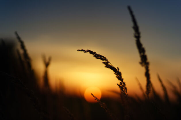 日落小麦剪影照片植物小麦户外