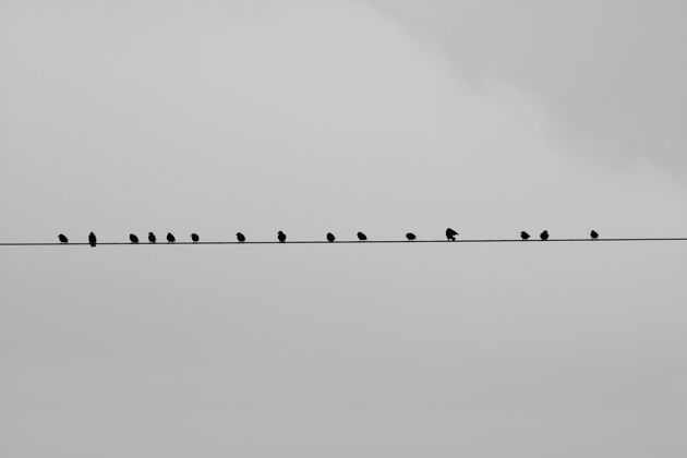 坐着鸟儿坐在灰色背景的电线上鸣鸟野生动物特写