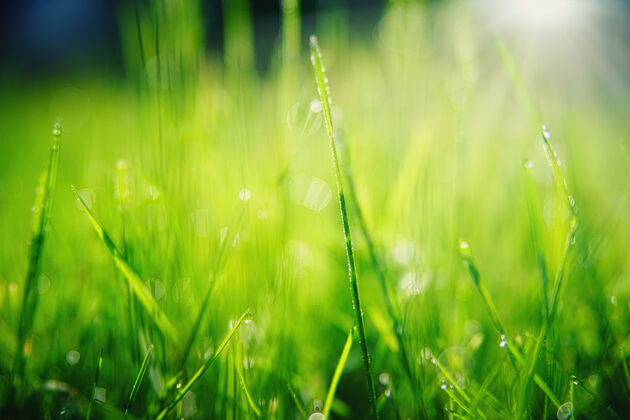 土壤绿草与水滴特写花园特写草