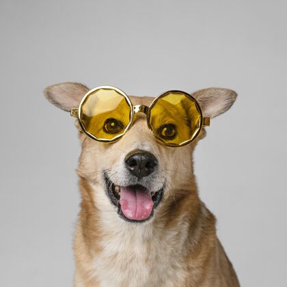 狗可爱的笑脸狗戴太阳镜可爱小狗同伴