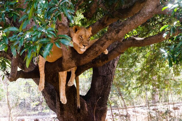 危险母狮在树枝上狮子热带草原掠食者