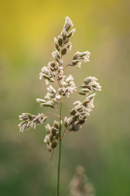 关闭垂直特写镜头的箭草植物对一个模糊的性质生长自然花