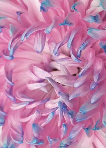 蔬菜一朵美丽的粉蓝色花朵的特写镜头开花自然花瓣