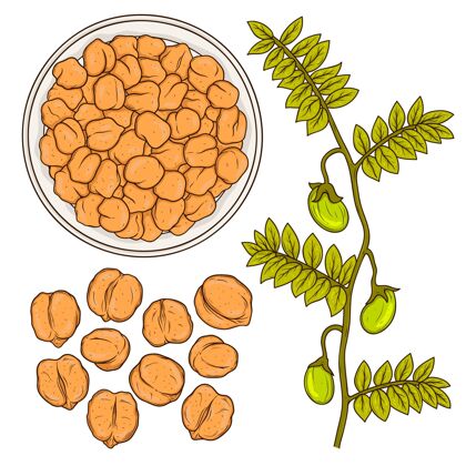 食物手绘鹰嘴豆和植物插图豆类鹰嘴豆蔬菜