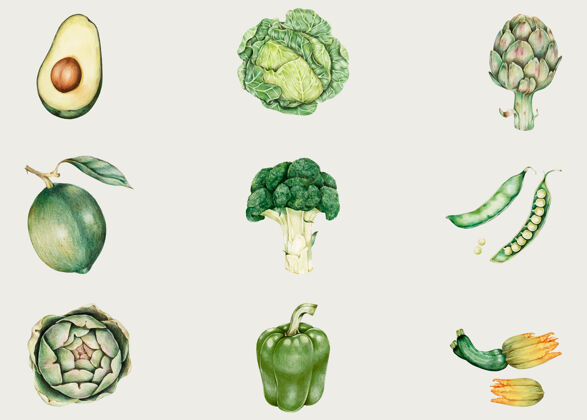 蔬菜有机蔬菜收藏手绘食品农业