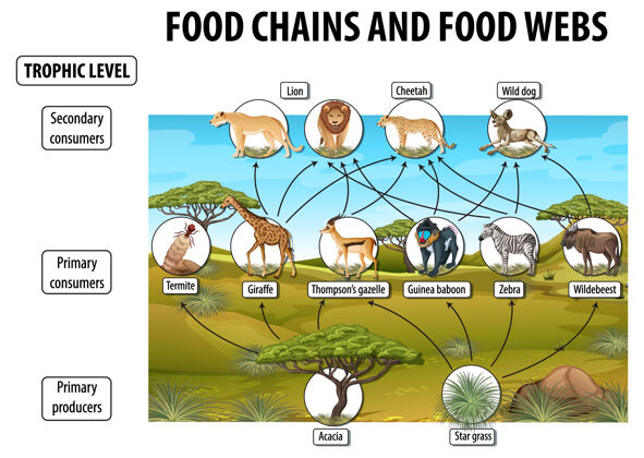 生命生物教育海报食物网和食物链图动物教育自然