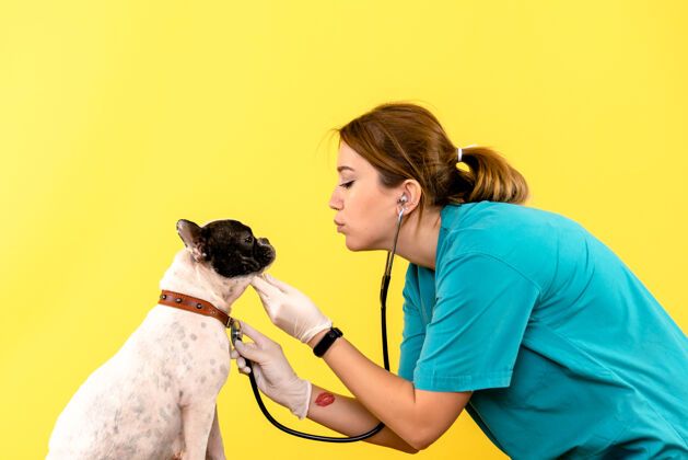 疾病女兽医在黄墙上观察小狗的正面图小男性人